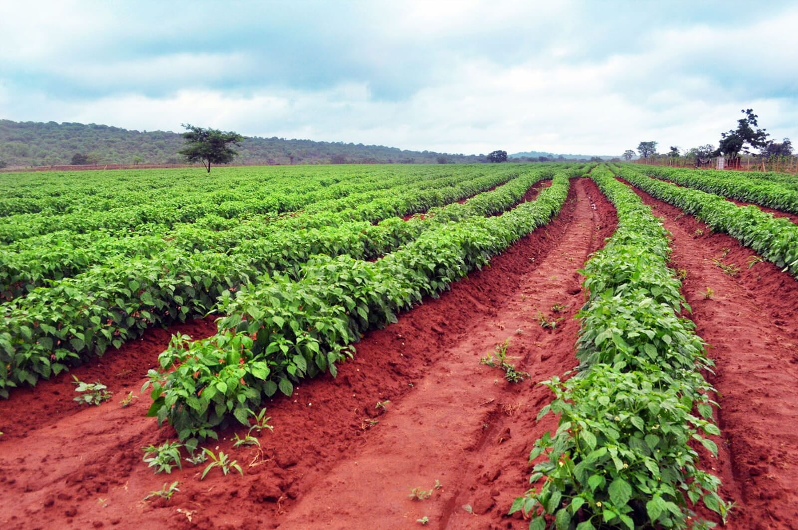Sweet Piquante Peppers in Limpopo